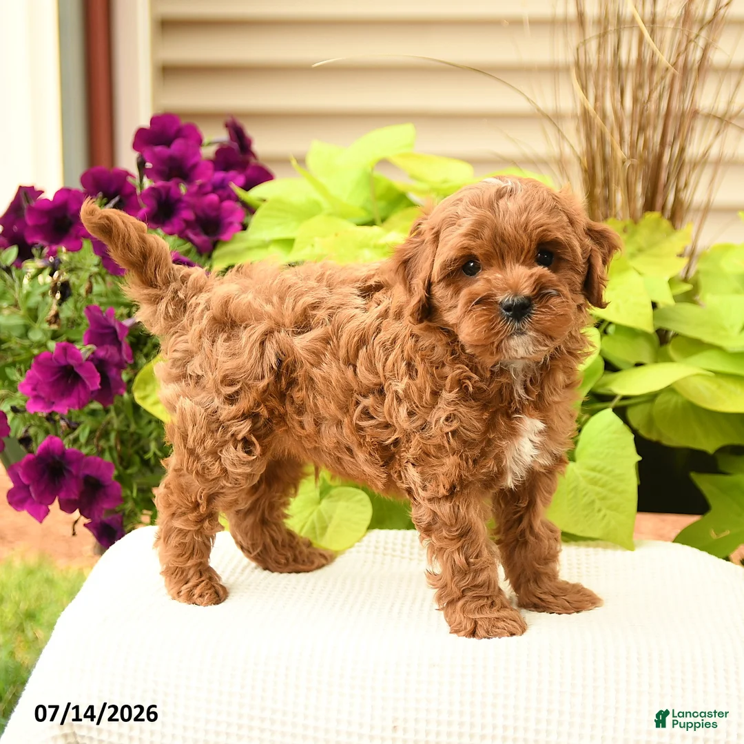 Cavapoo dogs for sale: Buddy - Ad 2