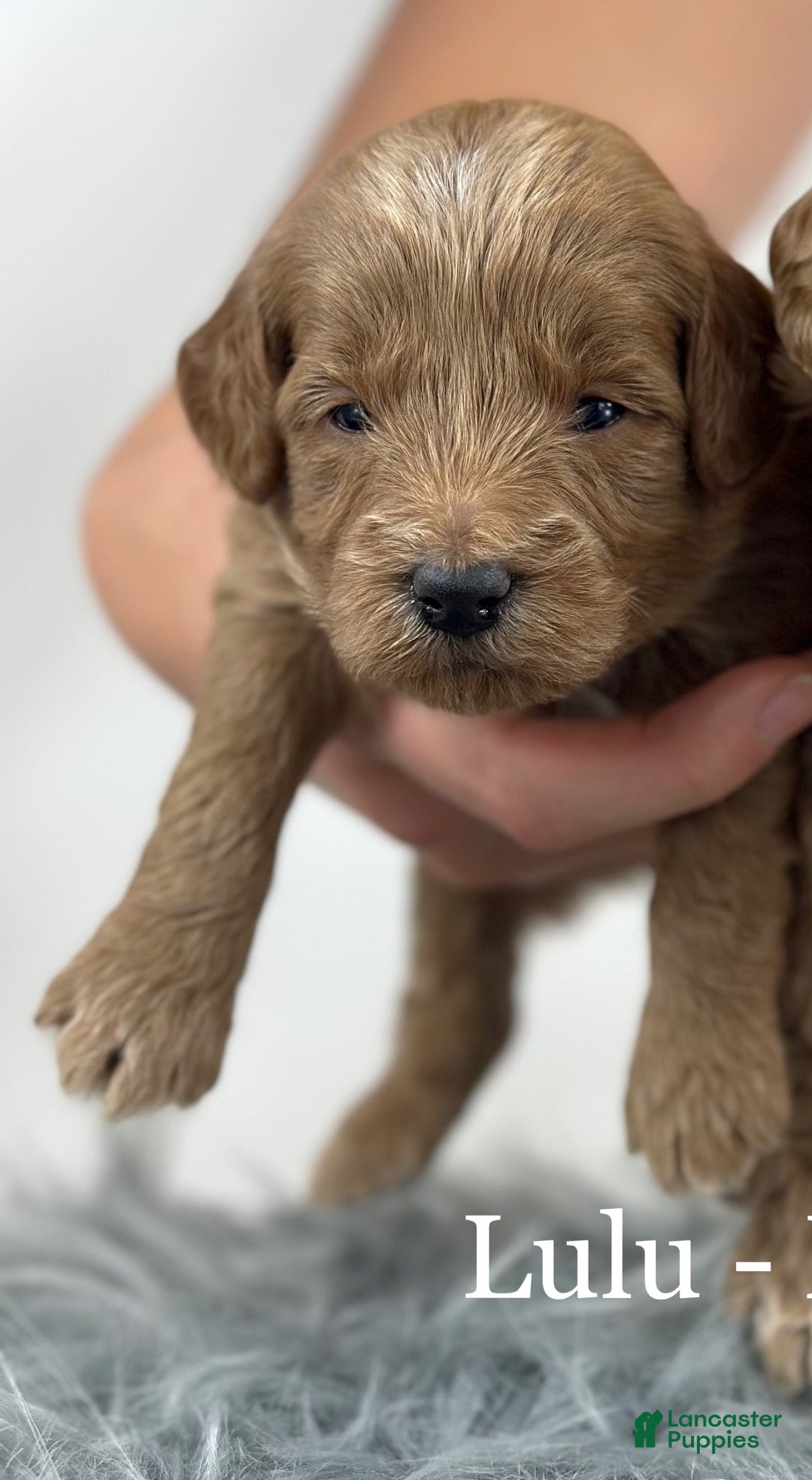Goldendoodle dogs for sale: Lulu - Ad 3