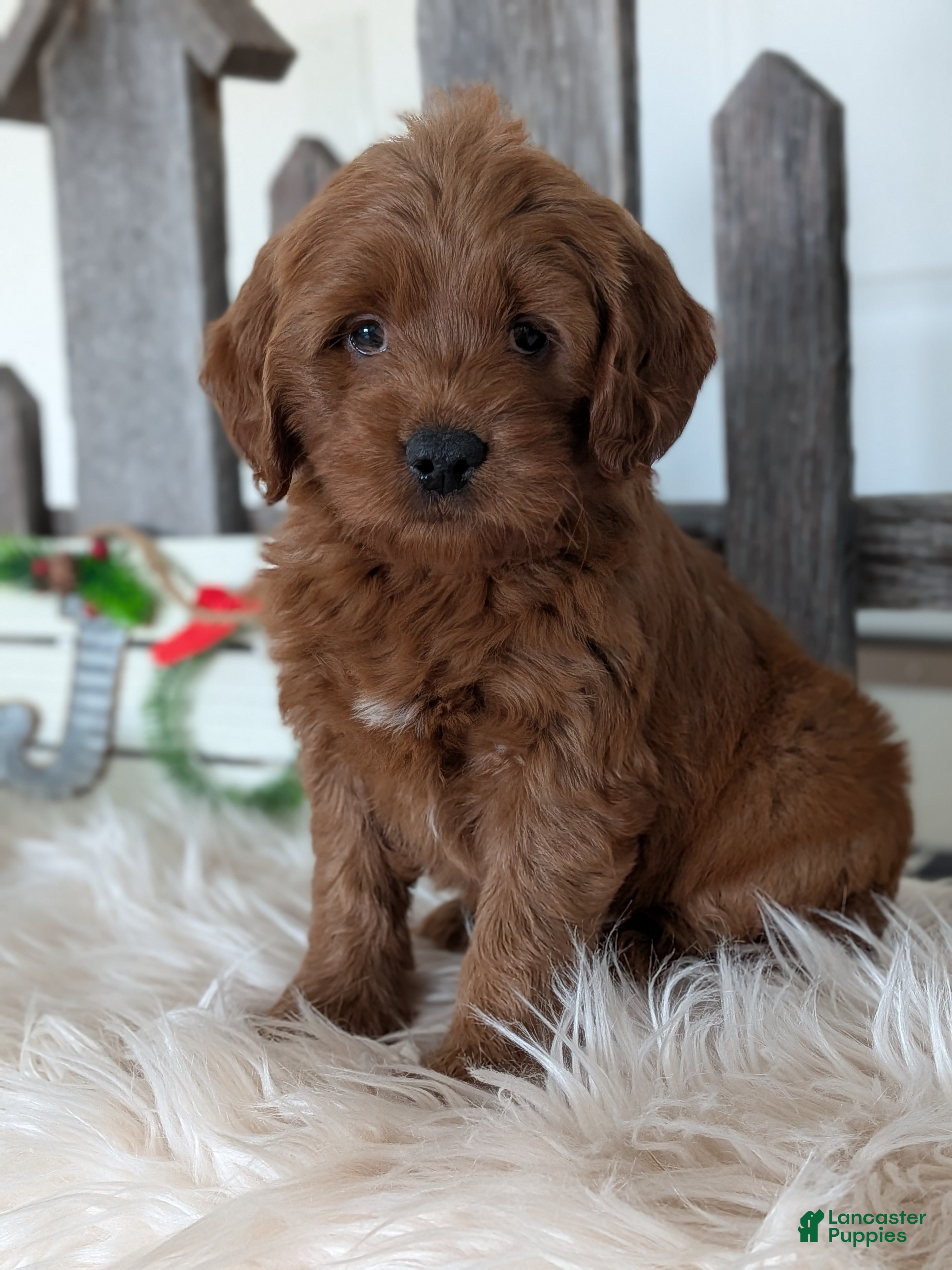 Goldendoodle dogs Honey  - Ad 9