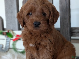 Goldendoodle dogs Honey - Ad 9