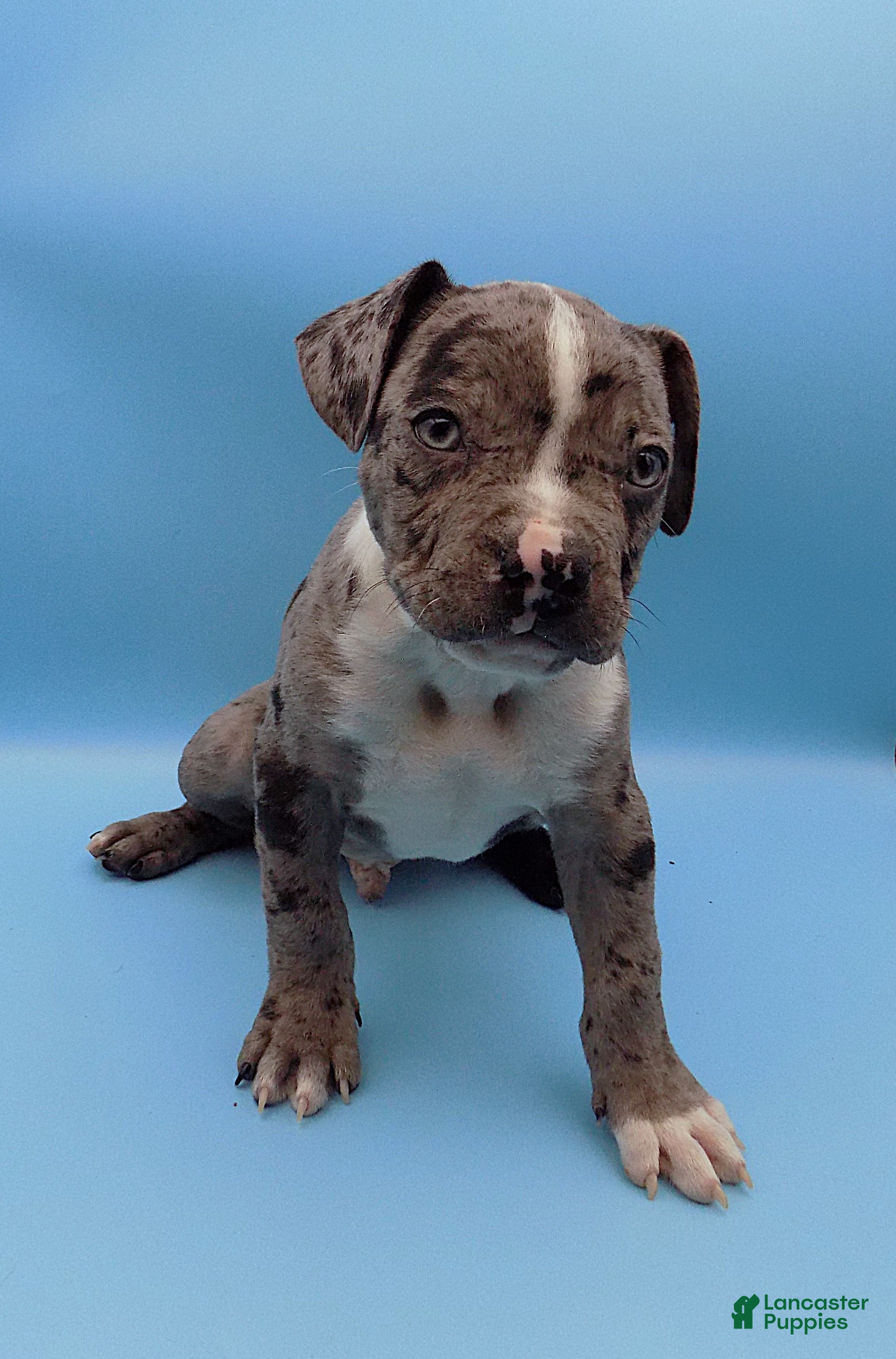 Mixed Breed dogs Boots - Ad 2