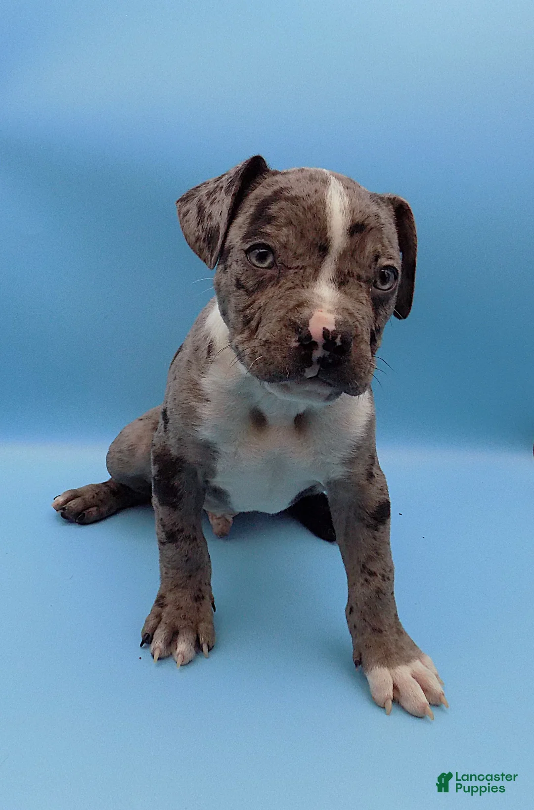 Mixed Breed dogs for sale: Boots - Ad 1