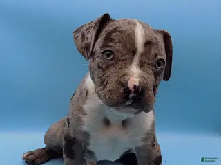 Mixed Breed dogs Boots - Ad 2