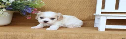 Cavachon dogs for sale: Tucker - Ad 4