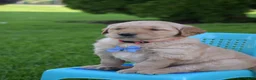 Golden Retriever dogs for sale: Ranger - Ad 2