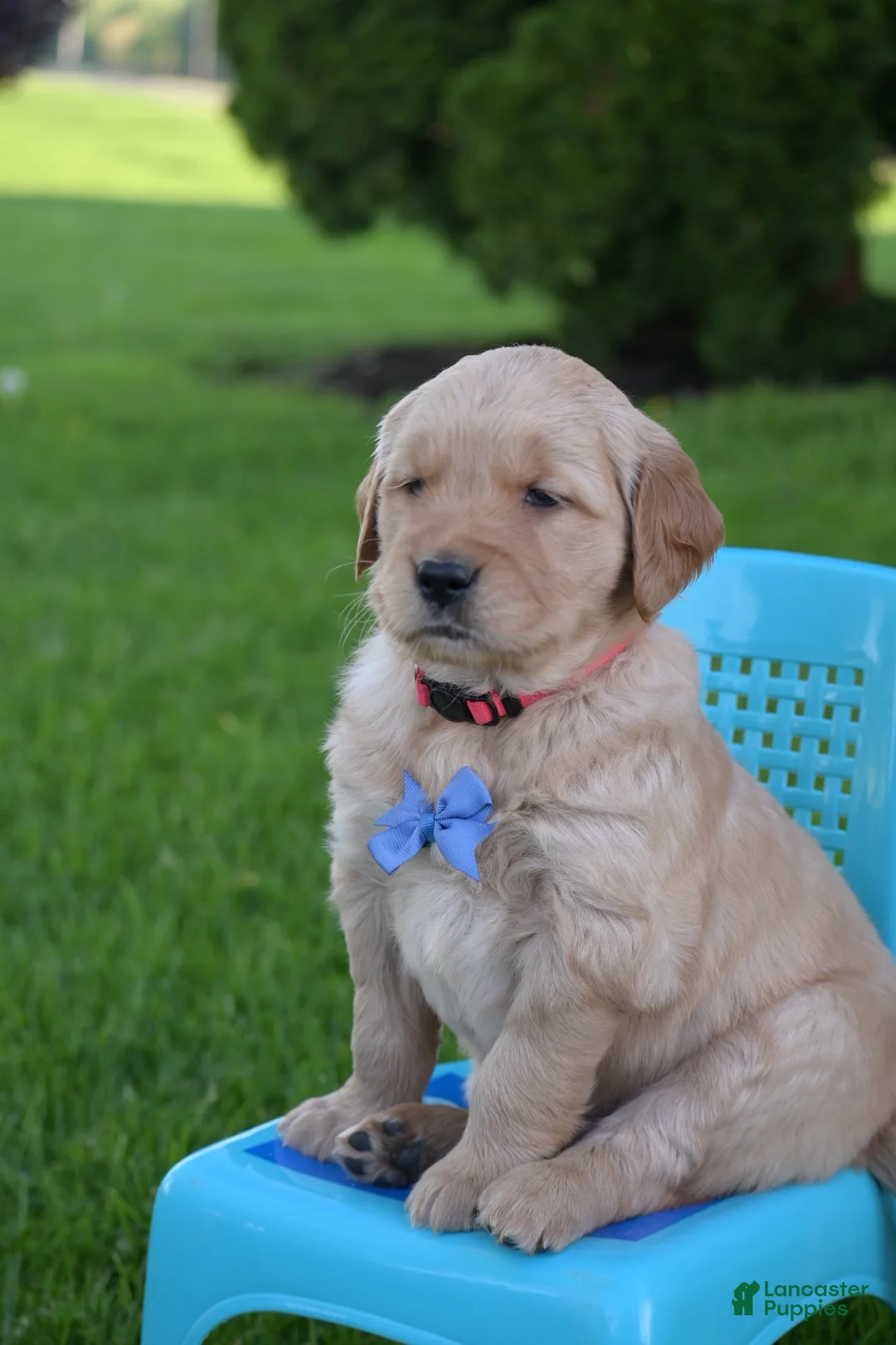 Golden Retriever dogs for sale: Ranger - Ad 2