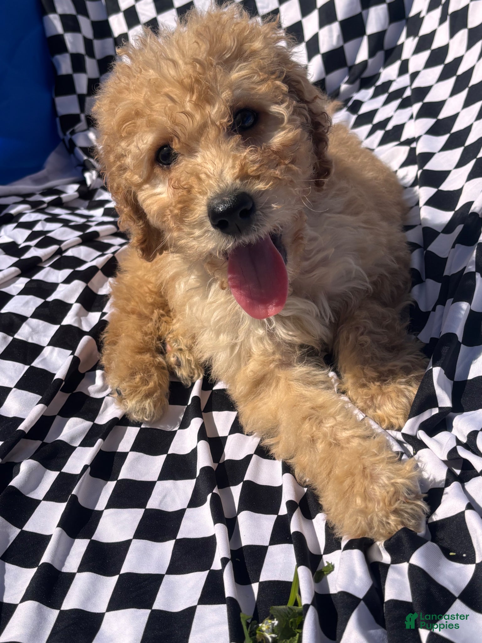 Bernedoodle dogs Bernedoodle Puppy 1 - Ad 42