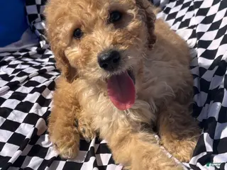 Bernedoodle dogs Bernedoodle Puppy 1 - Ad 42