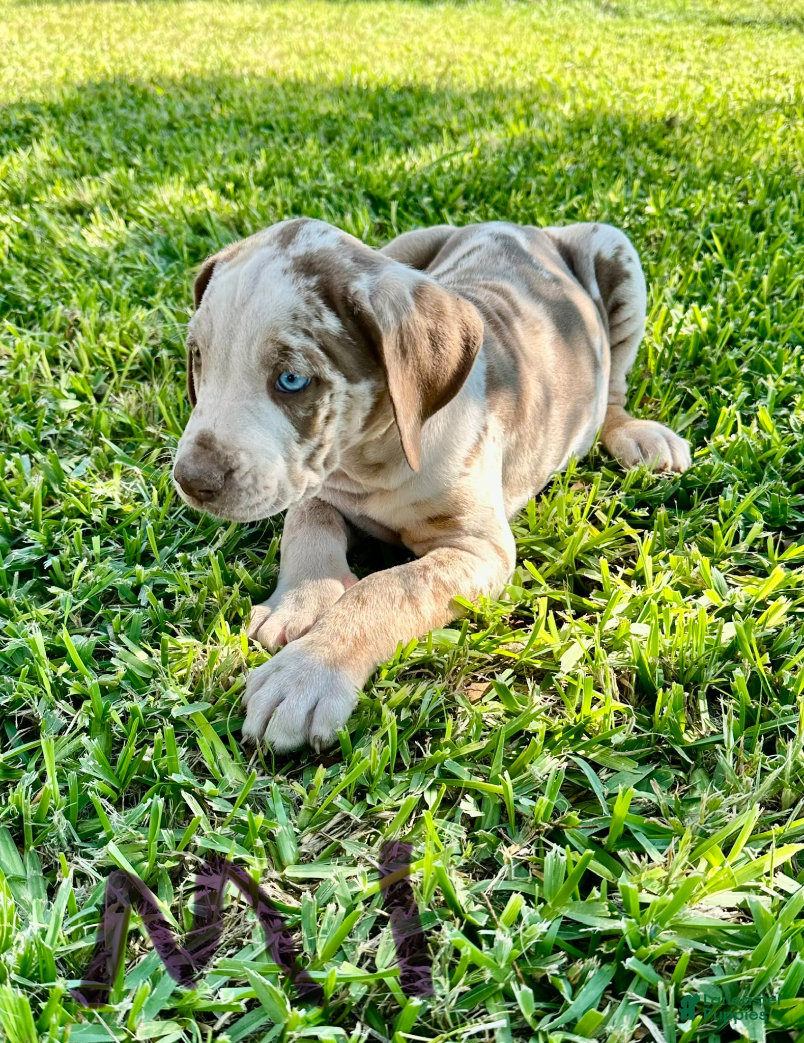 Catahoula Leopard Dog dogs Catahoula Leopard Dog Puppy 3 - Ad 10
