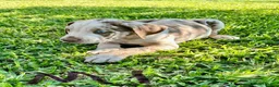 Catahoula Leopard Dog dogs for sale: Catahoula Leopard Dog Puppy 3 - Ad 1