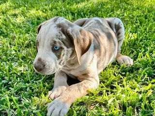 Catahoula Leopard Dog dogs Catahoula Leopard Dog Puppy 3 - Ad 10
