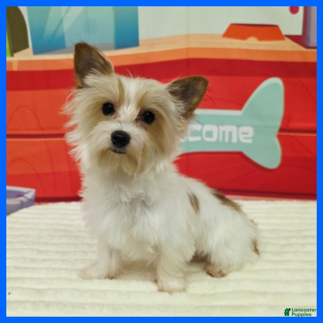 Morkie dogs Gizmo - Ad 8