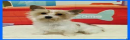 Morkie dogs for sale: Gizmo - Ad 1