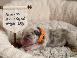 French Bulldog dogs for sale: Obi - Ad 3