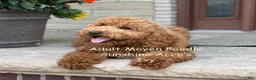Standard Poodle dogs for sale: Bentley - Moyen Size Poodle - Ad 11