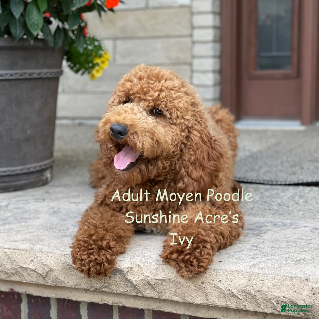Standard Poodle dogs for sale: Bentley - Moyen Size Poodle - Ad 11