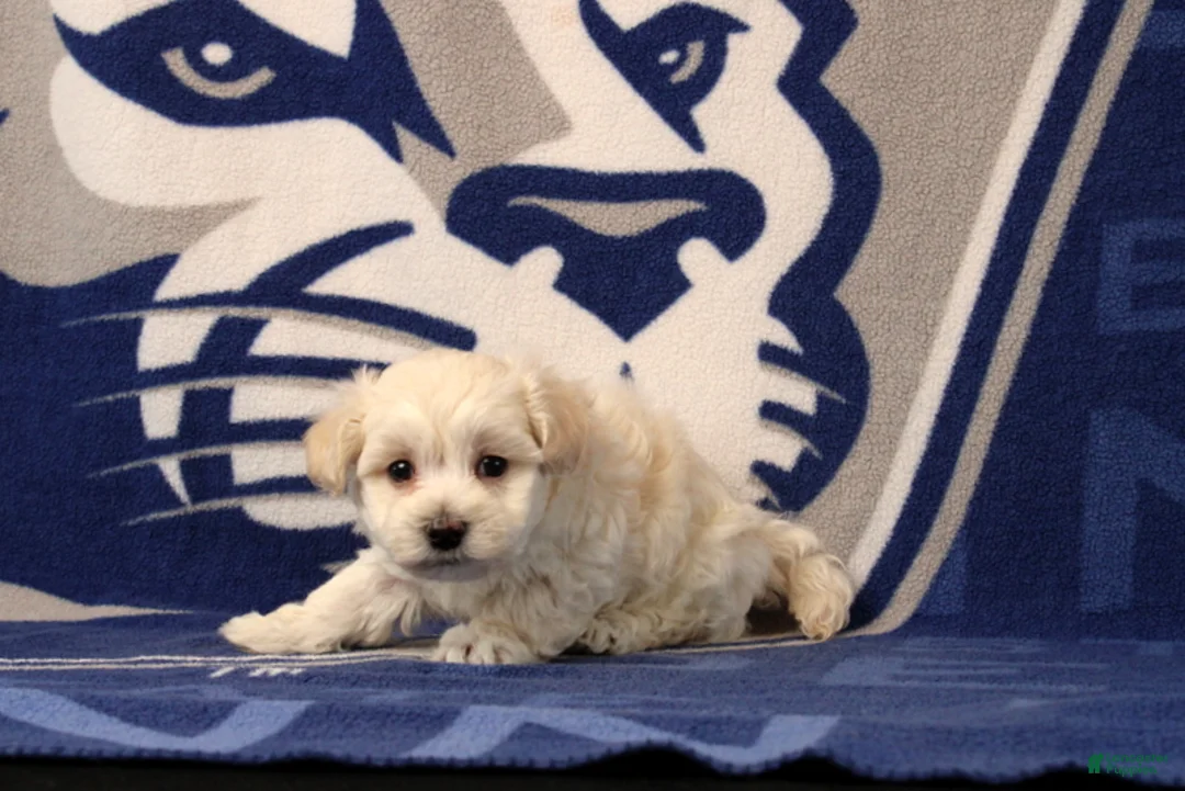 Maltipoo dogs for sale: Immanuel - Ad 2