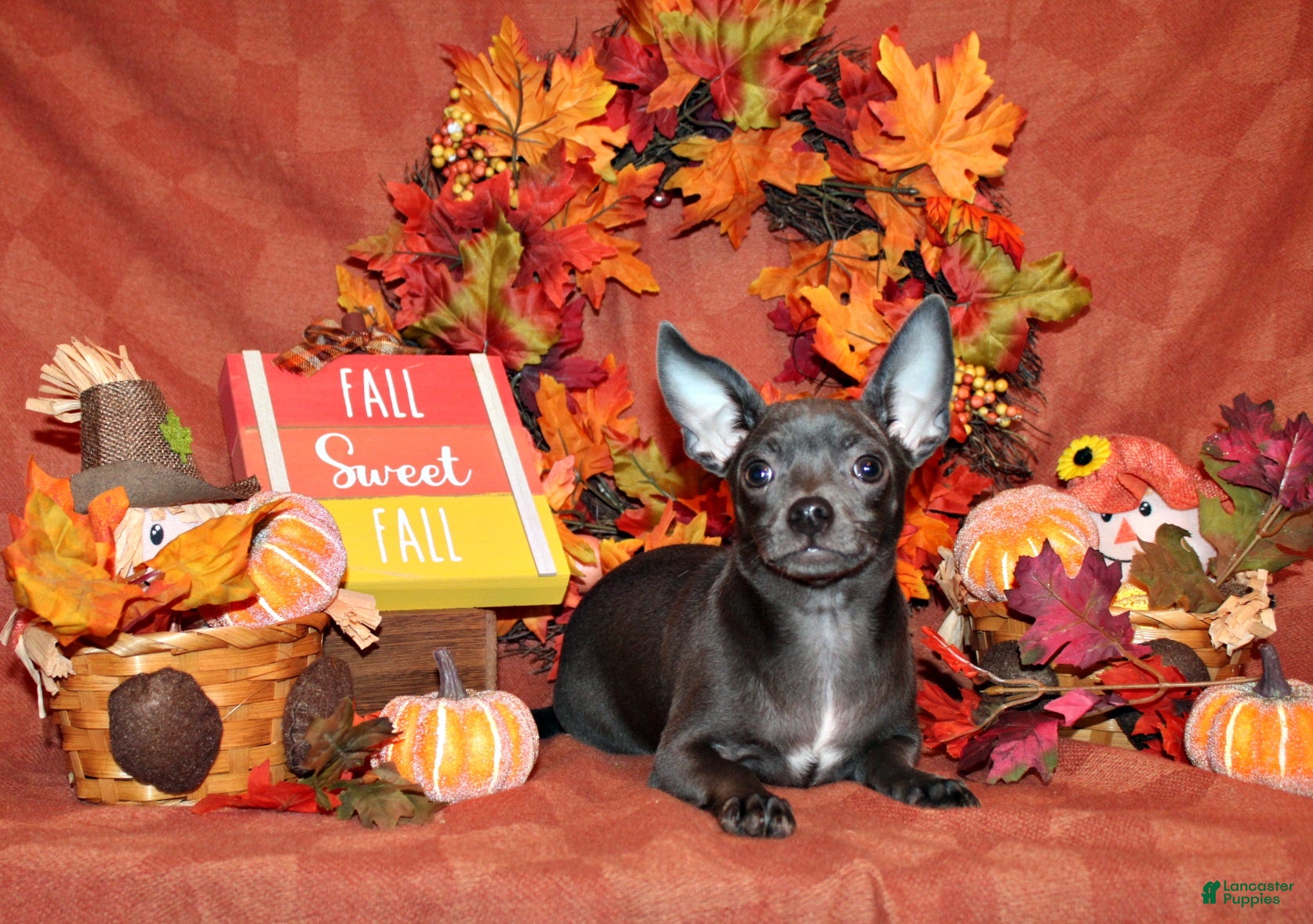 Chihuahua dogs Denver - Ad 1