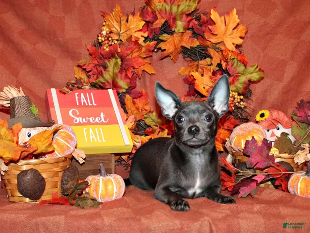 Chihuahua dogs for sale: Denver - Ad 1