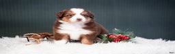 Miniature Australian Shepherd dogs for sale: Daisy - Ad 9