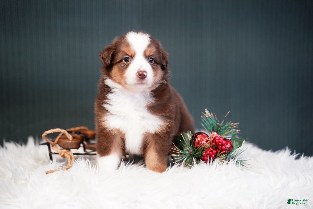 Miniature Australian Shepherd dogs for sale: Daisy - Ad 9