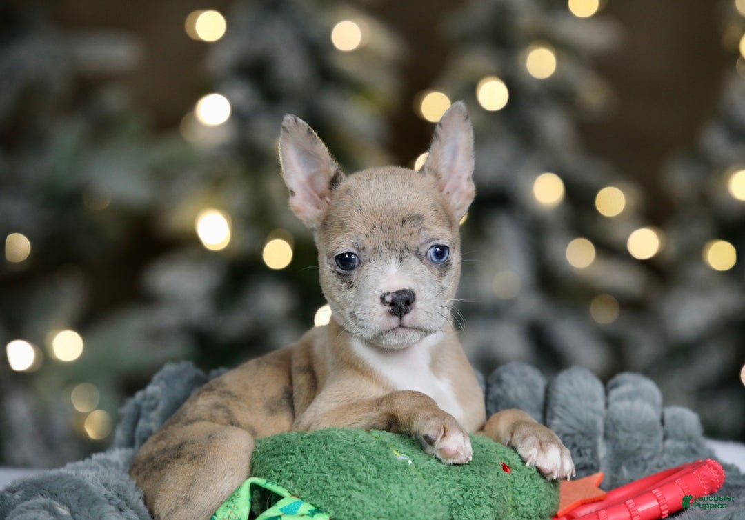 Frenchton dogs for sale: Falafel - Ad 6