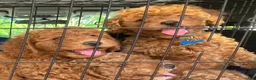Miniature Poodle dogs for sale: Latte - Ad 1