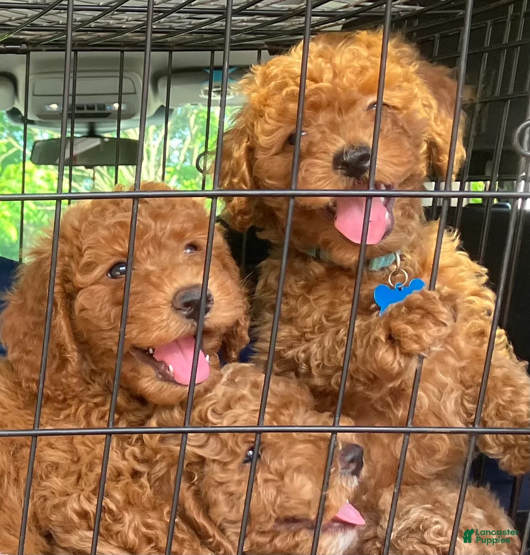 Miniature Poodle dogs for sale: Latte - Ad 1