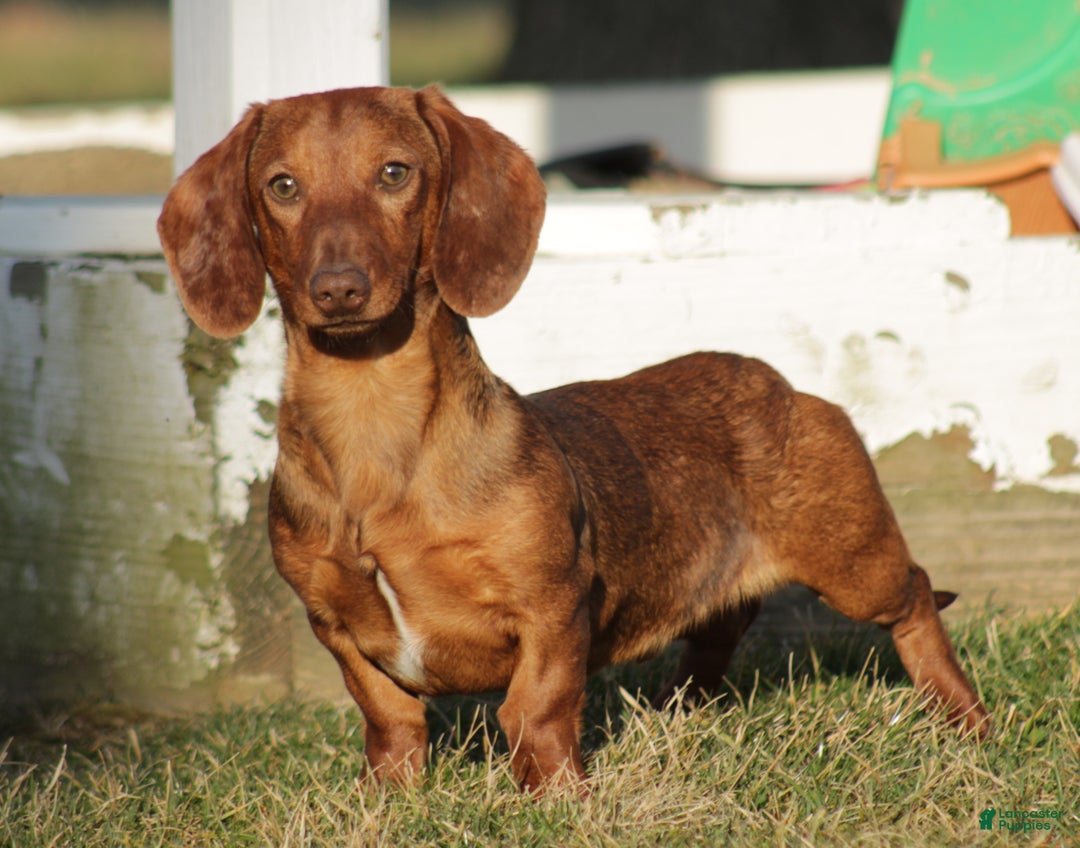 Miniature Dachshund dogs for sale: Luke - Ad 1