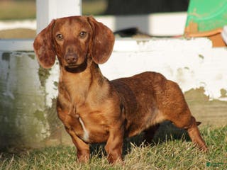Miniature Dachshund dogs Luke - Ad 33