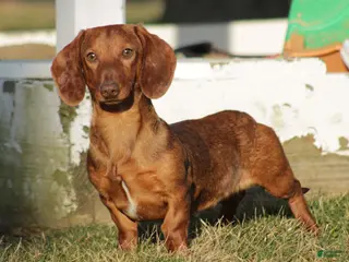Miniature Dachshund dogs Luke - Ad 33