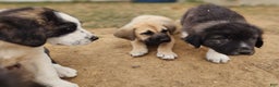 Anatolian Shepherd dogs for sale: Zena 2025 M1 - Ad 14