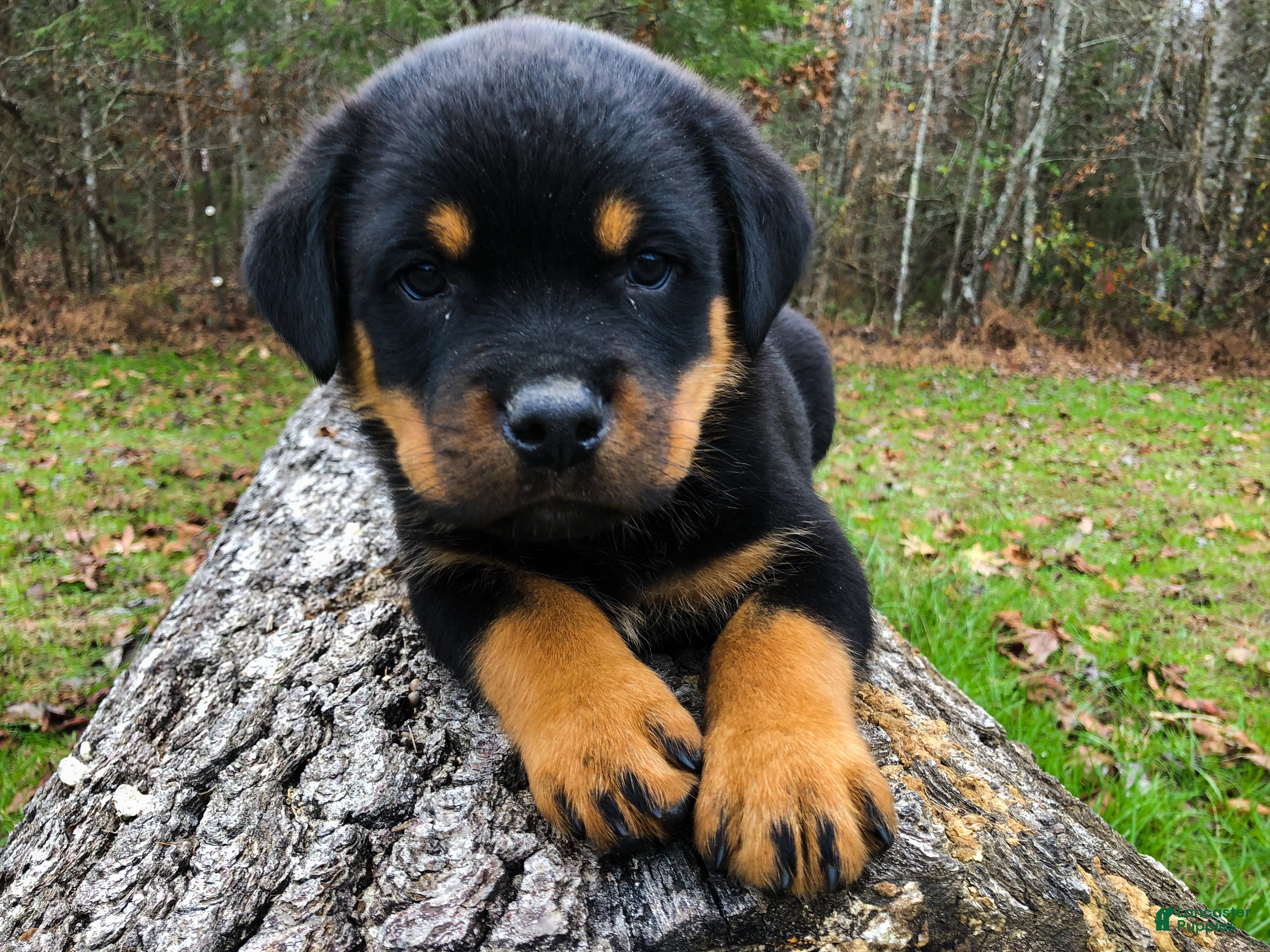 Rottweiler dogs Rottweiler Puppy 3 - Ad 25