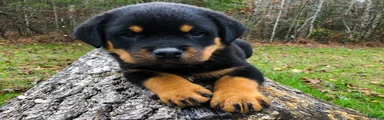 Rottweiler Puppy 3