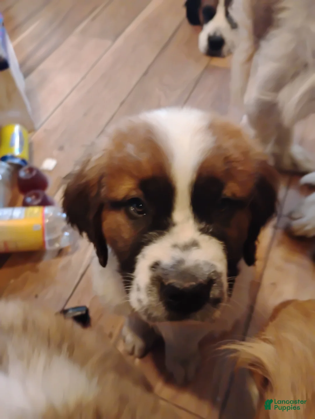 Saint Bernard dogs for sale: Saint Bernard Puppy 1 - Ad 1
