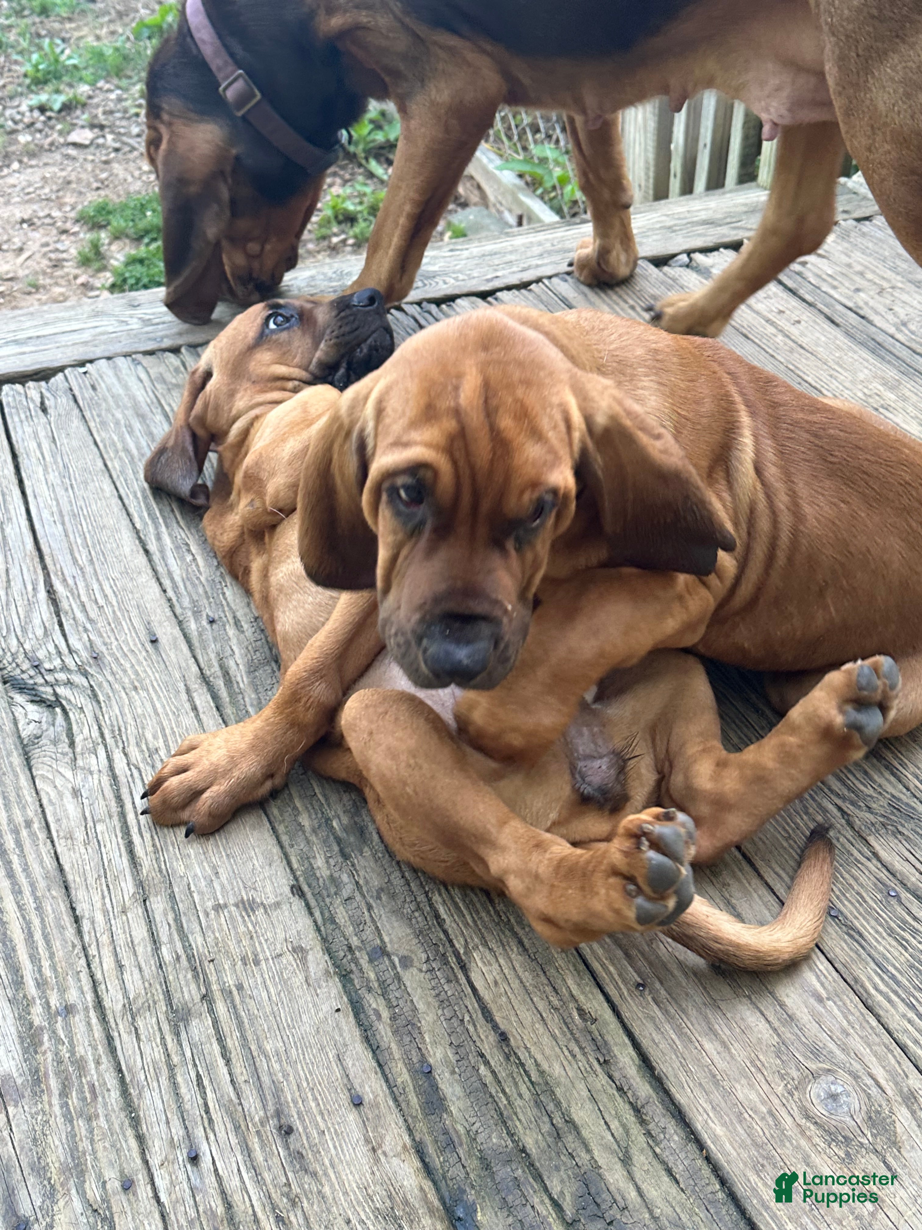 Bloodhound dogs for sale: Bloodhound Puppy 5 - Ad 2