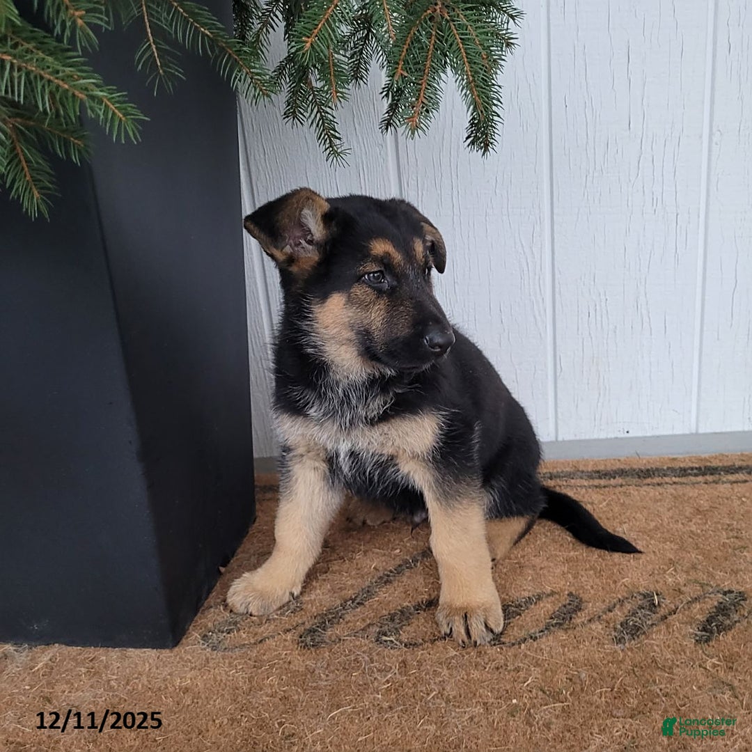 German Shepherd dogs for sale: Tyson - Ad 3