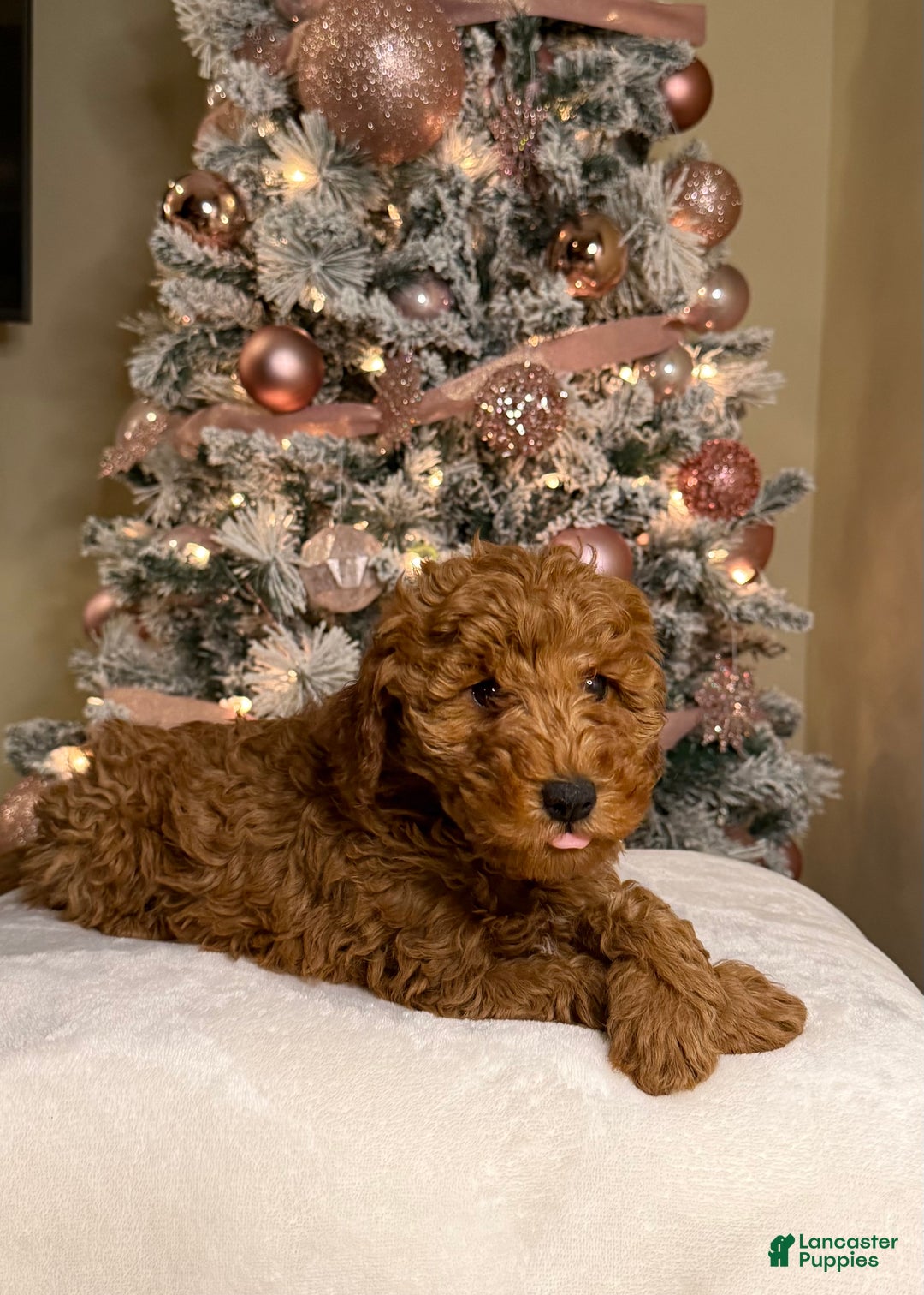 Mini Goldendoodle dogs for sale: Liam - Ad 3