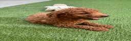 Standard Poodle dogs for sale: Max - Ad 7
