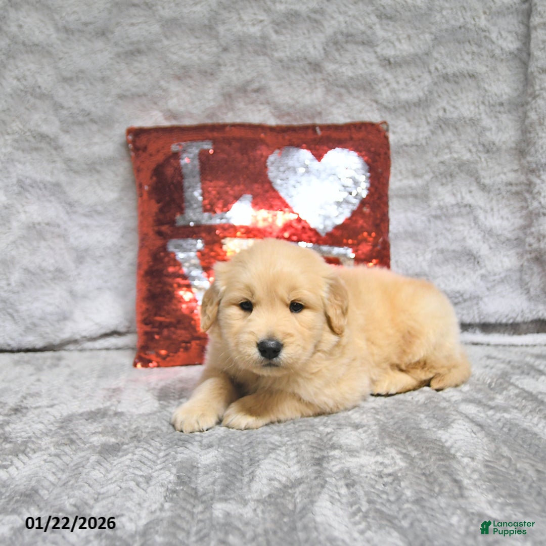 Golden Retriever dogs for sale: Louie - Ad 3