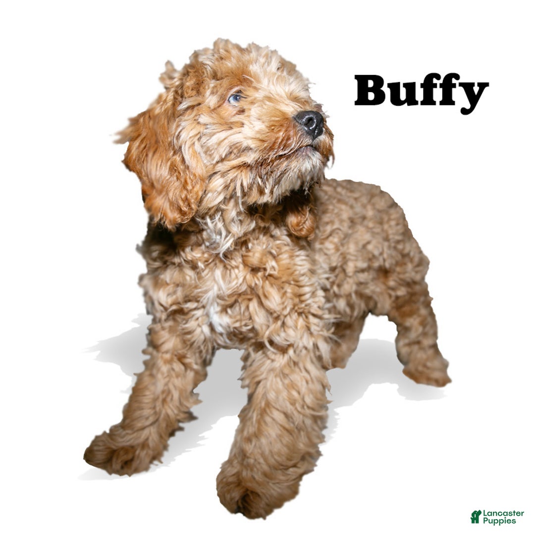 Cockapoo dogs for sale: Buffy - Ad 1