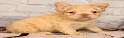 French Bulldog dogs for sale: Rolo - Ad 7