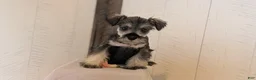 Miniature Schnauzer dogs for sale: Dakota - Ad 3