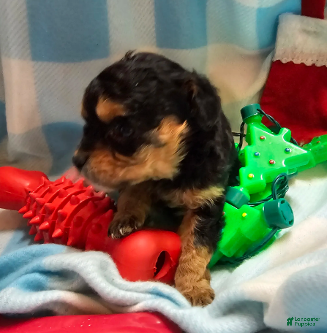 Cavapoo dogs for sale: LE'MON - Ad 2