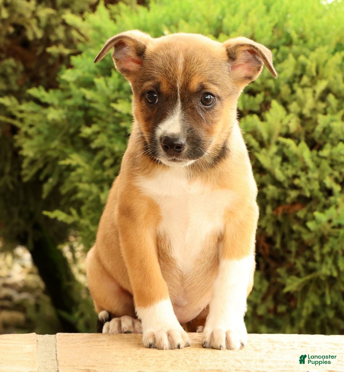 Miniature Australian Shepherd dogs Belle - Ad 2