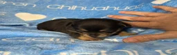 Chihuahua dogs for sale: Jed Short Coat - Ad 1