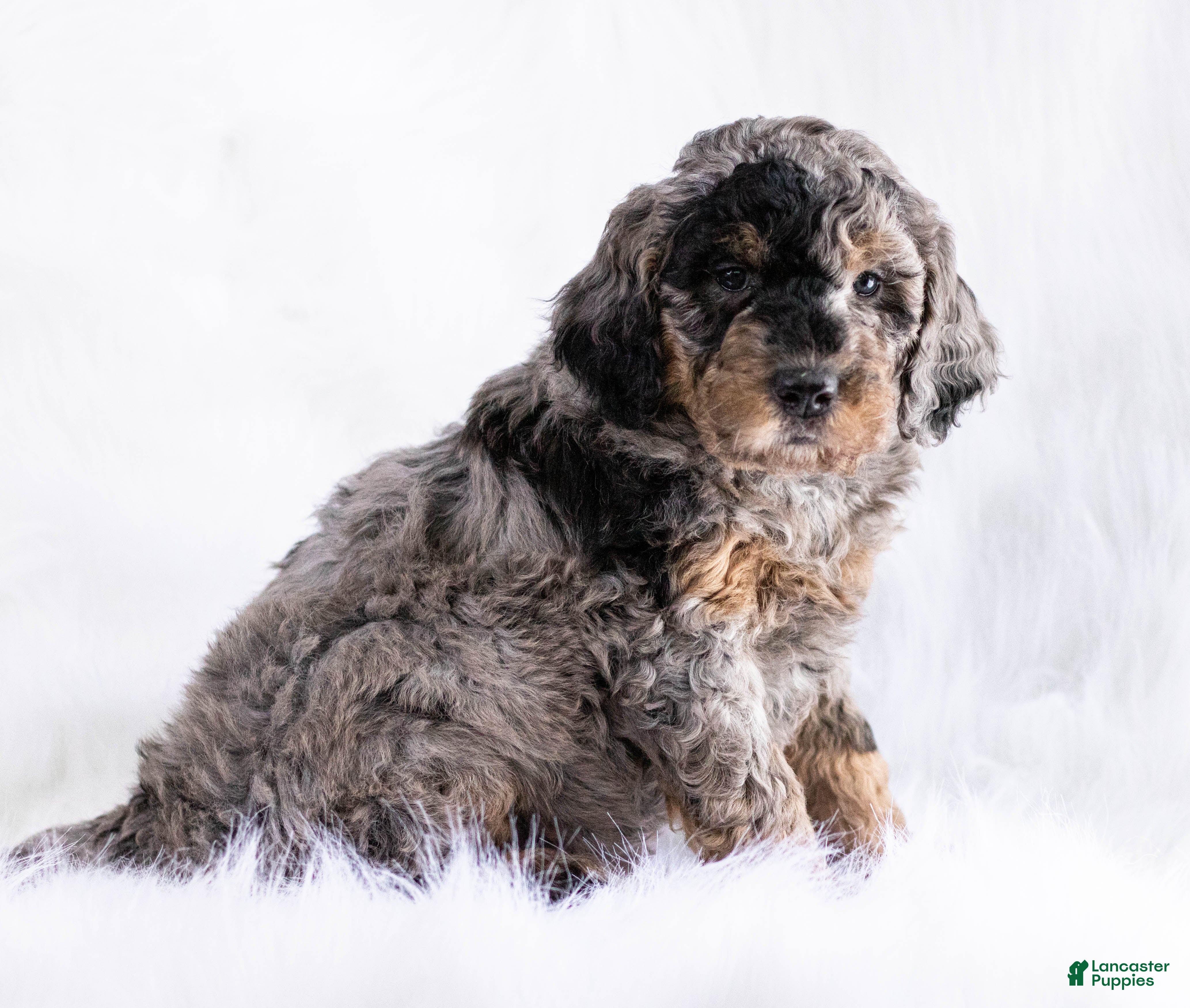 Goldendoodle dogs Cupid - Ad 18