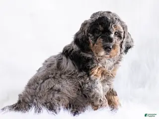 Goldendoodle dogs Cupid - Ad 18