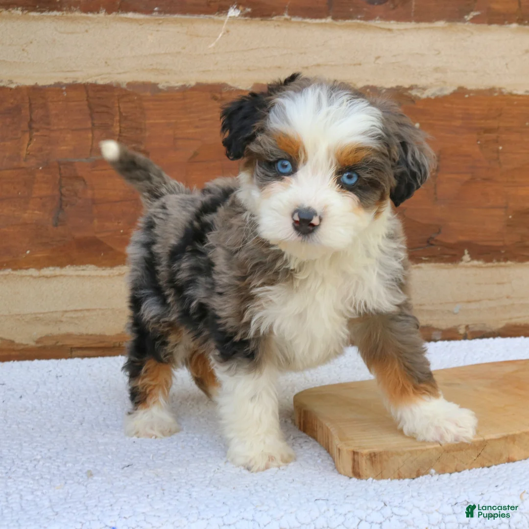 Mini Bernedoodle dogs for sale: Maverick  - Ad 2