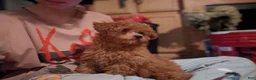 Toy Poodle dogs for sale: Toy Poodle 3 - Ad 3